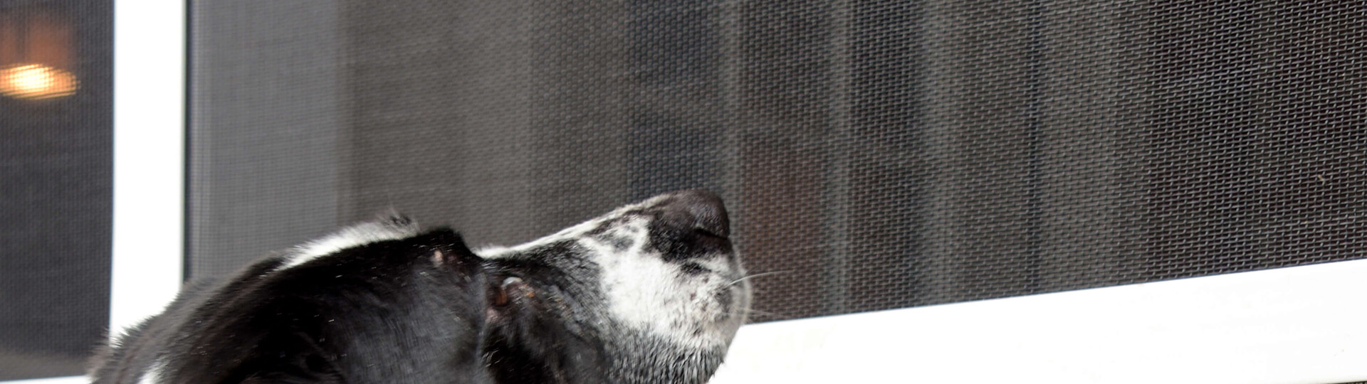 PetScreen®: Dog & Cat-Proof Screens